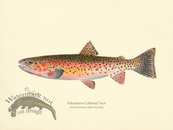 Trout- Yellowstone Cutthroat